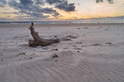 Ein Stück einer alten Wurzel liegt im Sand des Strandes von Vejers Strand während eines malerischen Sonnenuntergangs