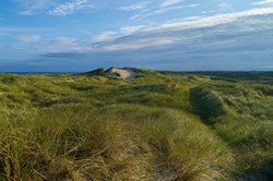Vejers Strand - Übersicht über die hügeligen Dünen an der Nordseeküste im lebhaften Morgenlicht