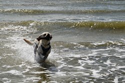 Beige weißer Labrador Retriever am Strand von Blavand