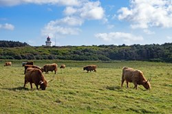 Eine Herde Rinder grast vor dem Leuchtturm von Hanstholm, Dänemark