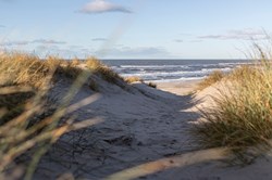 Dünen mit Strandhafer an der dänischen Westküste am Henne Strand