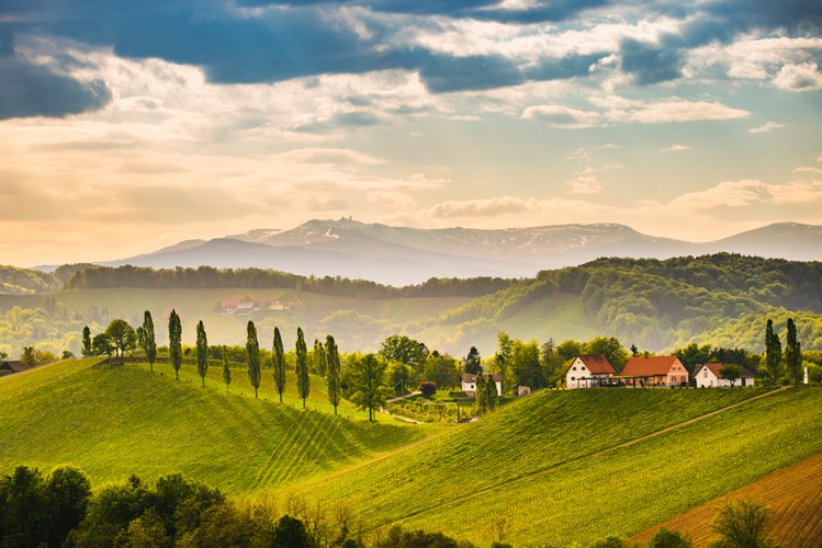 Weinberge in der südlichen Steiermark, Österreich