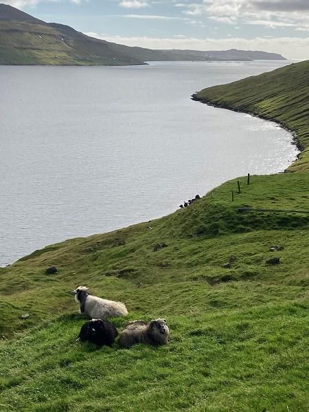 3 Schafe grasen auf einem grünen Hügel auf den Färöer-Inseln