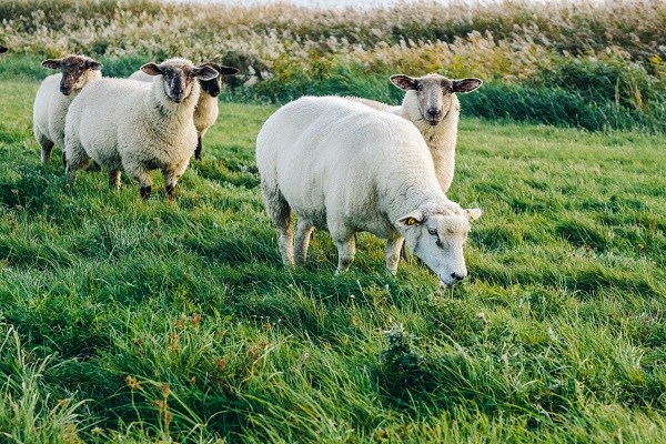Schafe auf einer saftigen Wiese schauen dich an