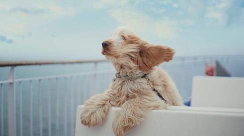 Hund auf einer Scandlines-Fähre