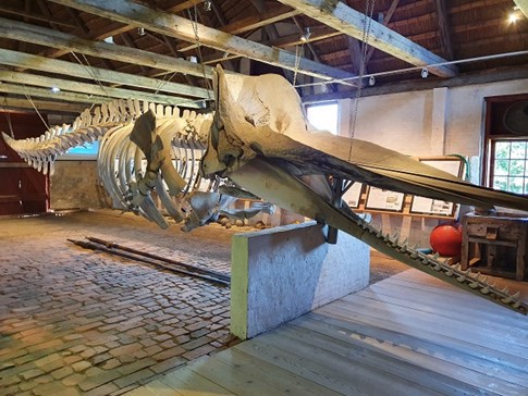 Skelett eines der 16 Pottwale, die 1996 auf Rømø gestrandet sind