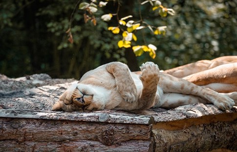 Schlafender Löwe Knuthenborg Safaripark