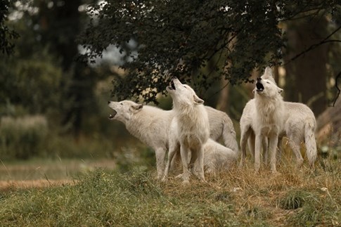 Heulende Wölfe im Knuthenborg Safaripark