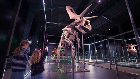 Dinosaurierskelett im Evolutionsmuseum im Knuthenborg Safaripark
