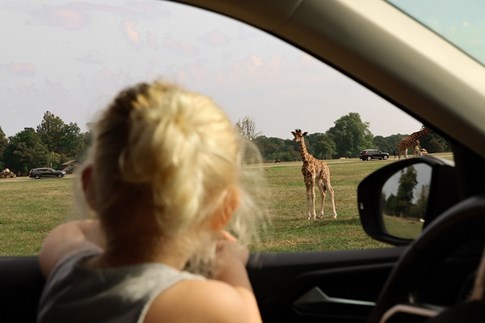Safari zwischen Giraffen im Knuthenborg Safaripark
