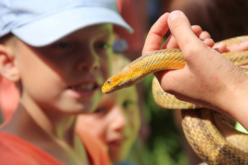 Eine Hand hält eine gelbe Schlange im Westküstenpark & Robbarium St. Peter‑Ording