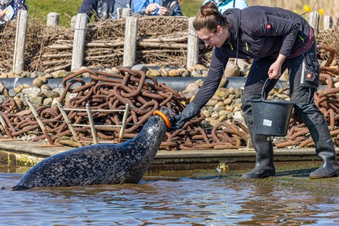 Eine Pflegerin füttert eine Robbe im Westküstenpark & Robbarium St. Peter‑Ording