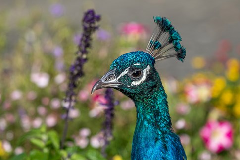 Pfau im Westküstenpark & Robbarium in St. Peter-Ording