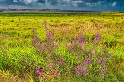 Wilde Feuerkraut-Pflanzen in den Wiesen von Skjern Enge, in der Nähe von Tarm