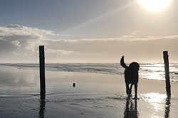 Labrador auf der Insel Römö
