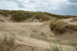 Malerische Sanddünen in Lakolk auf der Insel Römö.