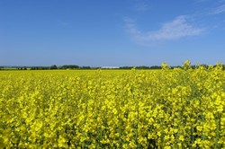 Blühendes Rapsfeld bei Klitmøller