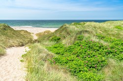 Dünen in Klitmöller