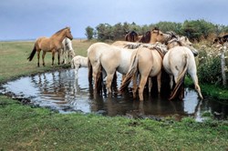 Herde wilder Pferde steht in einer Wasserpfütze Hanstholm Jütland Dänemark
