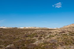 Heidelandschaft mit Dünen in der Nähe von Hvide Sande, Dänemark