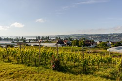 Insel Reichenau, Blick über die Weinberge zum Bodensee, Baden-Württemberg, Deutschland