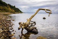 Toter Baum an der Steilküste von Fur