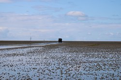 Tractor excursion to see the seals in the Danish Wadden Sea National Park on Mando island