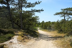 Wanderweg im Wald an der Westküste von Dänemark bei Vejers