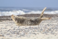 Robbe am Strand von Klegod
