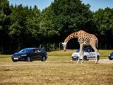 Safari-Abenteuer im eigenen Auto im GIVSKUD ZOO – ZOOTOPIA
