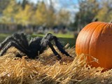 Halloween-Foto aus dem WOW PARK