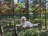 Hund im WOW PARK