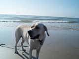 Blonder Labrador in Blavand – Spiel, Freiheit und Nordseeglück am endlosen Strand