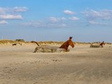 Blavand Strand – beeindruckende Bunkerkunst trifft auf endlose Weite und Nordsee-Idylle