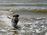 Beige weißer Labrador Retriever am Strand von Blavand