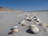 Muscheln am Strand von Blavand – kleine Schätze der Nordsee inmitten weiter Dünenlandschaft