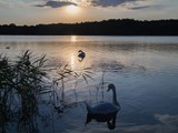 Schwäne in der Mecklenburgischen Seenplatte bei Sonnenuntergang