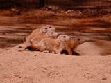 Präriehund Jungtiere - Tierpark Wolgast