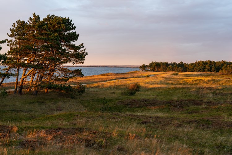 Ringköbing Fjord in der Nähe von Skaven Strand bei Sonnenaufgang mit Bäumen, Gras und Heideblumen am Strand