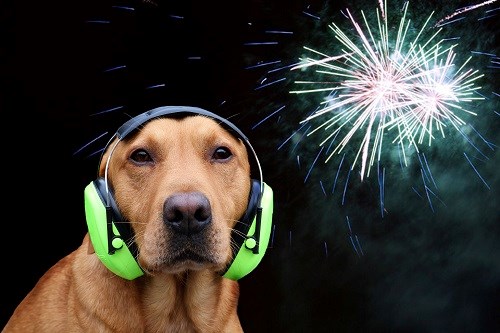 Brauer Hund mit Schallschutzkopfhörer mit Feuerwerk im Hintergrund