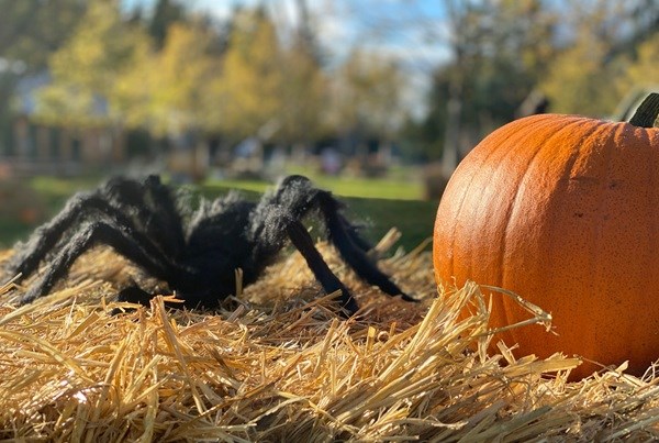 Halloween-Foto aus dem WOW PARK