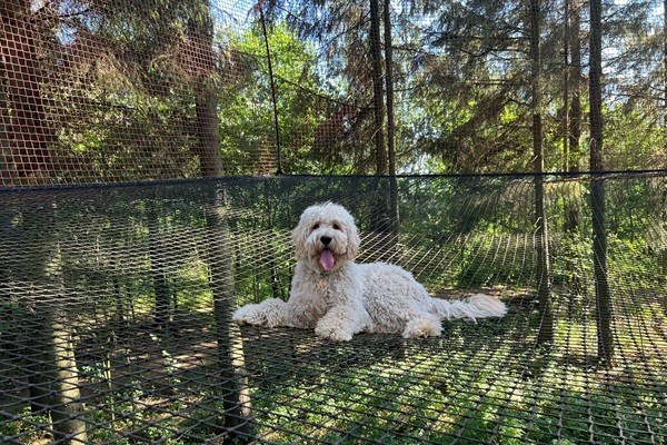Hund im WOW PARK