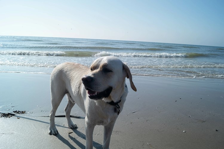 Blonder Labrador in Blavand – Spiel, Freiheit und Nordseeglück am endlosen Strand
