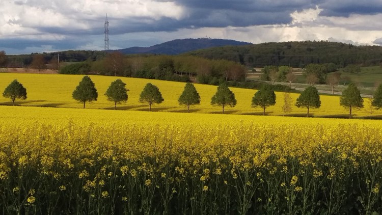 Bad Bellingen_ 512-2750485