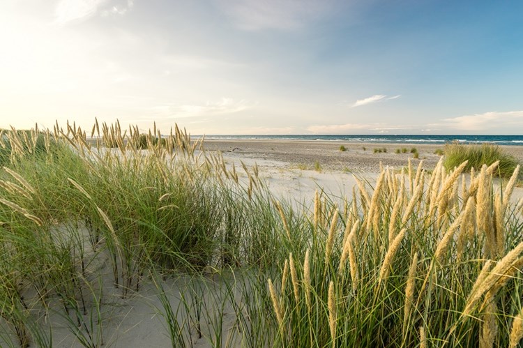 Beach with sand dunes and marram grass in soft sunrise sunset light