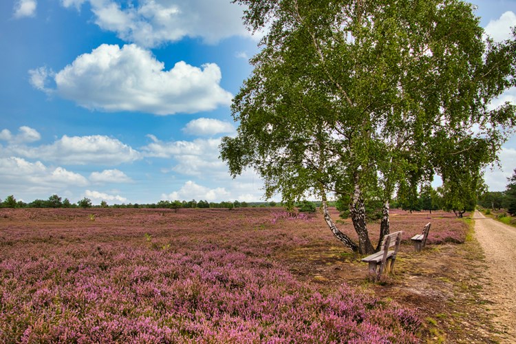 Heideblüten der Lüneburger Heide