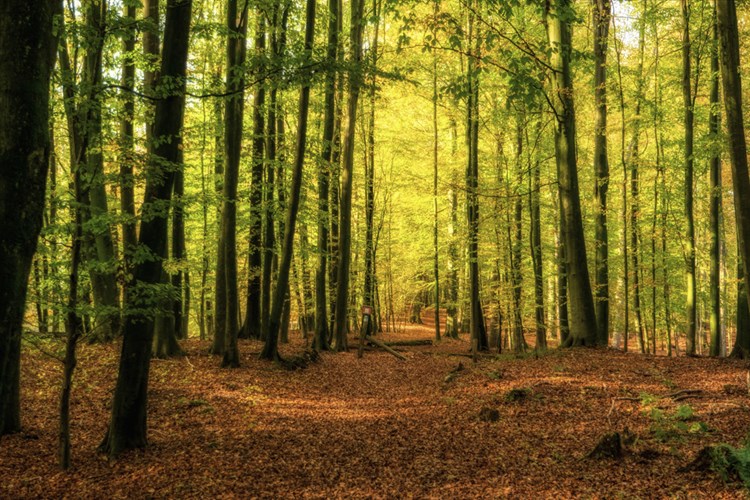 Kaltenhof_Depositphotos_316918532_S