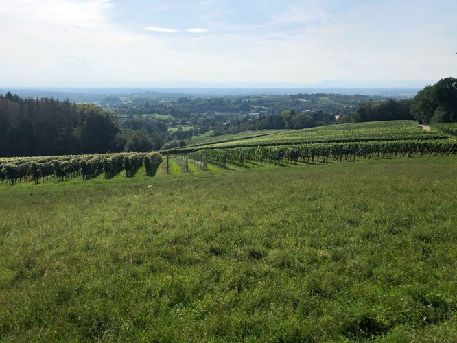 Kippenheim_530-845271