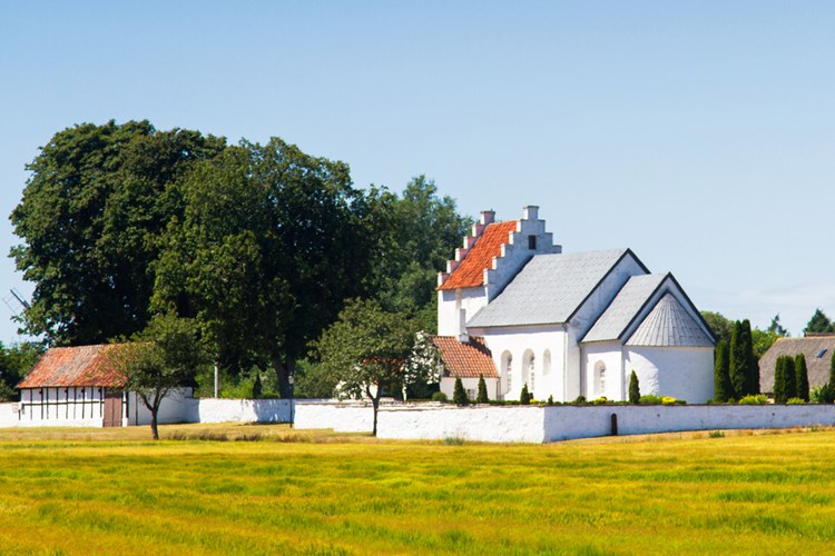 Pedersker Kirsche auf Bornholm