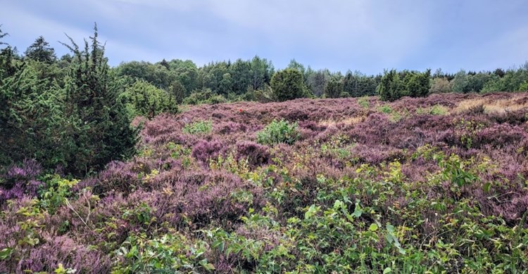 Rutsker Höjlyng auf Bornholm